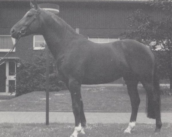 Deckhengst Diamond Boy (Hannoveraner, 1986, von Delano)