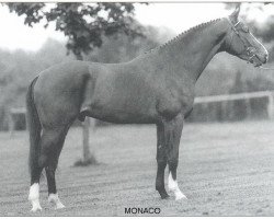 stallion Monaco (KWPN (Royal Dutch Sporthorse), 1994, from Animo)