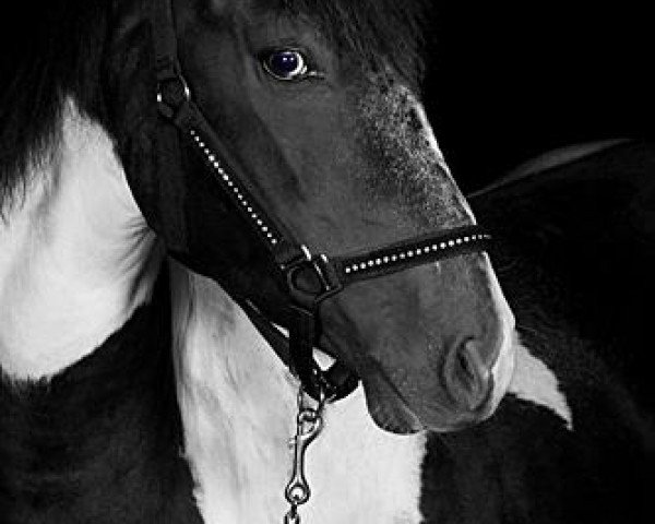 horse Naidoo (German Riding Pony, 2009, from Namao)