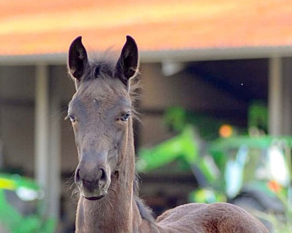horse Vitus (German Sport Horse, 2022, from Vivanero)