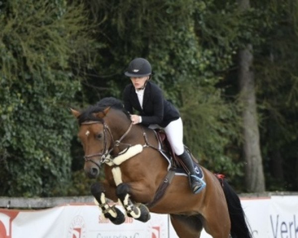 jumper Ramazotti 201 (Nederlands Rijpaarden en Pony, 2015, from Wielgerma's Nelson)