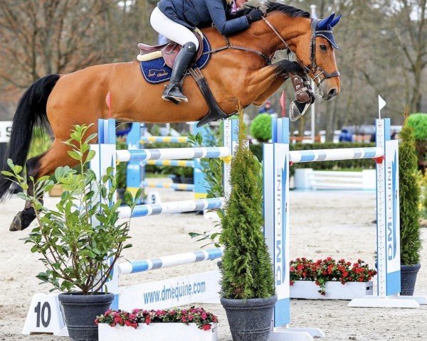 jumper Bellini Z (Zangersheide riding horse, 2013, from Balou du Rouet)