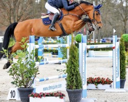 jumper Bellini Z (Zangersheide riding horse, 2013, from Balou du Rouet)