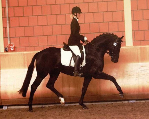 dressage horse Damon Rock (Westphalian, 2007, from Damon Hill)