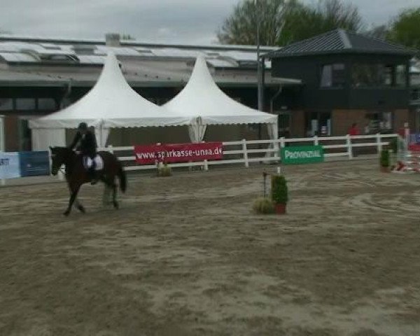 Springpferd Galileo 118 (Rheinländer, 2005, von Grancino)