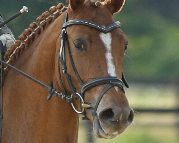 broodmare Classic Cavaluna (German Riding Pony, 2007, from Classic Dancer I)