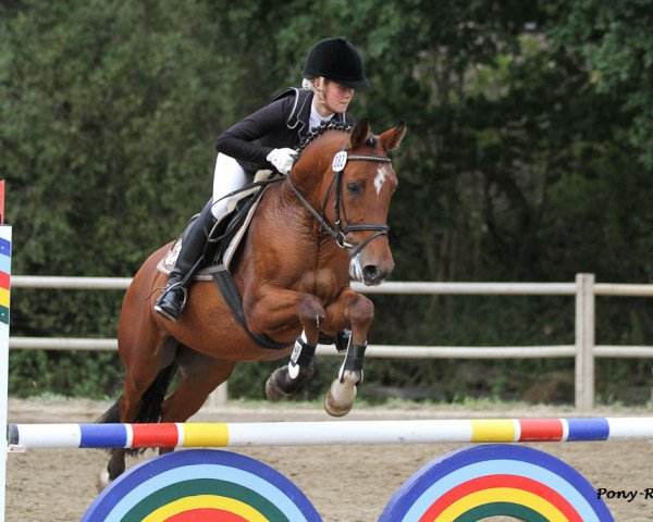 horse Classic Boy (German Riding Pony, 2007, from Classic Dancer I)