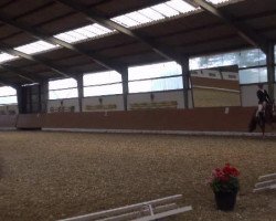 dressage horse Vino 25 (German Riding Pony, 2008)