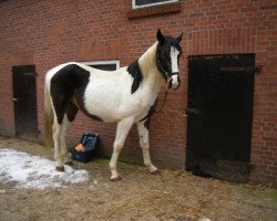 Springpferd Othello 218 (Pinto/Hunter, 2007, von Olando D)