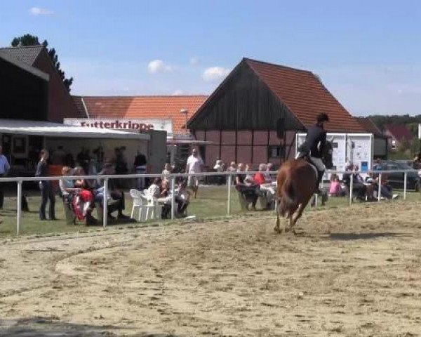 Dressurpferd Dreamboy 30 (Westfale, 2000, von Dimension)