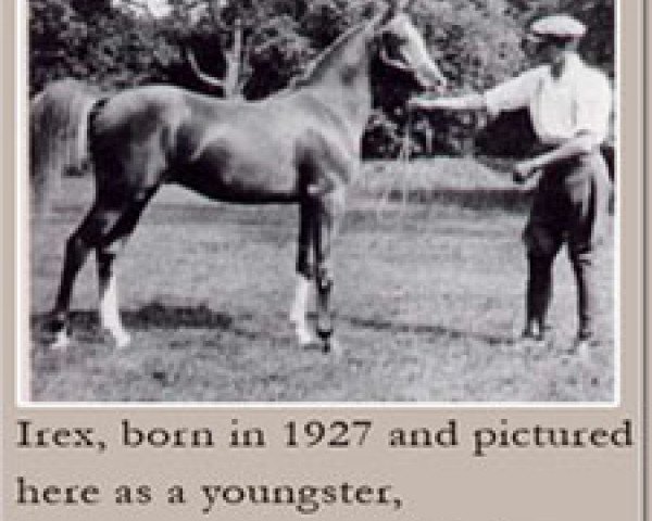 stallion Irex ox (Arabian purebred, 1927, from Naseem 1922 ox)