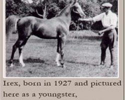 stallion Irex ox (Arabian purebred, 1927, from Naseem 1922 ox)