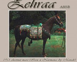 broodmare Zehraa ox (Arabian purebred, 1951, from Irex ox)
