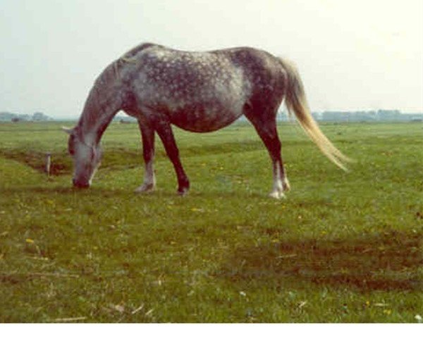 Zuchtstute Greenacres Daydream (Welsh Partbred, 1965, von Cusop Petit) Zuchtstute Greenacres Daydream (Welsh Partbred, 1965, von Cusop Petit)