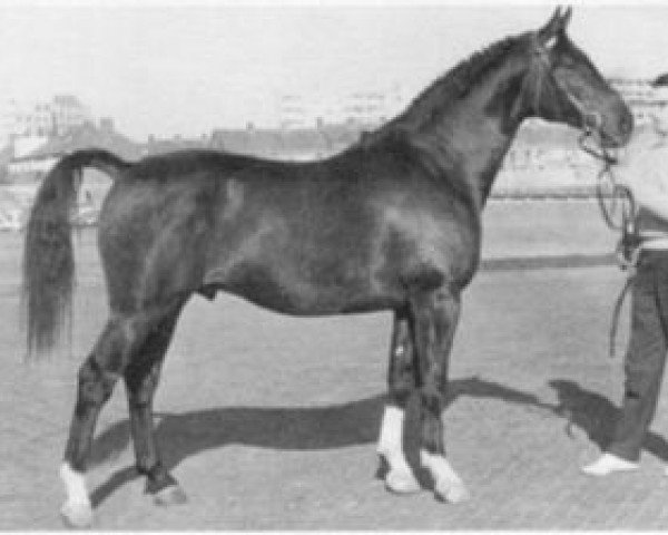 Deckhengst Porter (Holsteiner, 1959, von Polarfuerst) Deckhengst Porter (Holsteiner, 1959, von Polarfuerst)