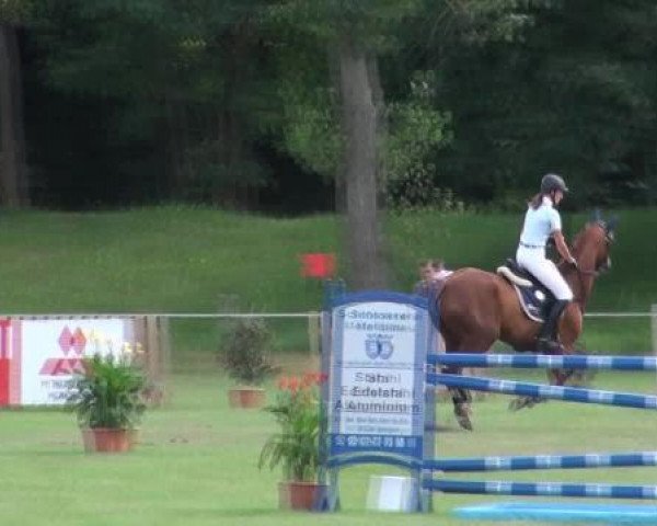 Springpferd Carlos 159 (Sachsen-Anhaltiner, 1995, von Cannonball)