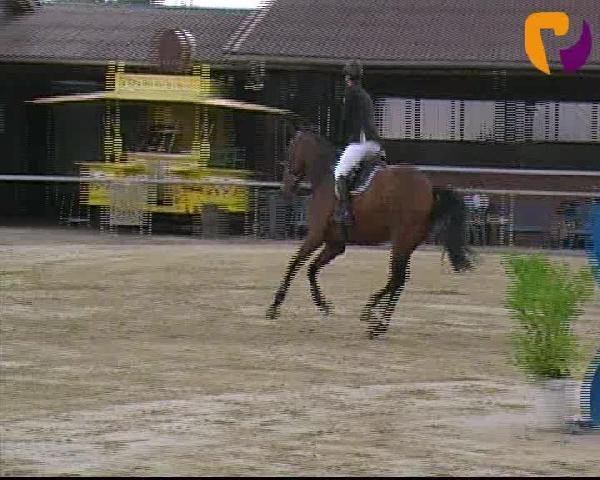 jumper Diesel (KWPN (Royal Dutch Sporthorse), 2008, from Wittinger)