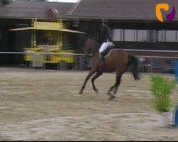 jumper Diesel (KWPN (Royal Dutch Sporthorse), 2008, from Wittinger)