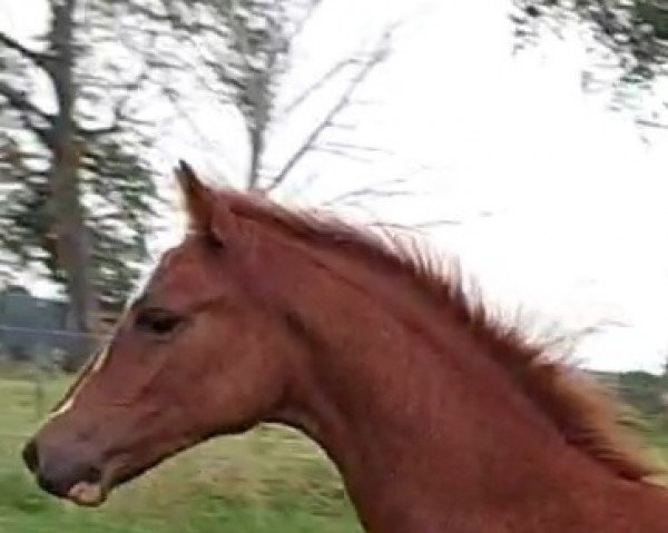 Pferd Sohn von Quaterback's Junior (Deutsches Reitpony, 2021, von Quaterback's Junior)