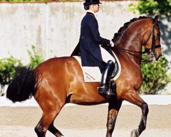 dressage horse Weinrausch (Hanoverian, 1992, from Walt Disney I)