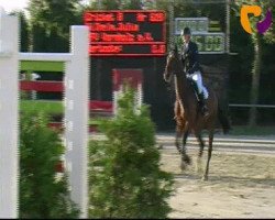 Caballo de salto Cricket 8 (Hannoveriano, 2003, de Conteur)