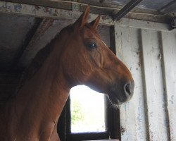 Cavallo da salto Mister Piet (Hannoveriano, 2003, di Worldly I)