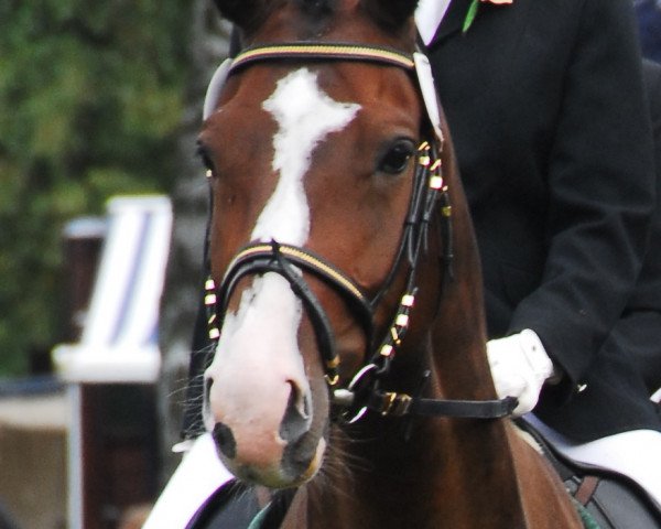 jumper Alegro (Holsteiner, 2002, from Aljano)