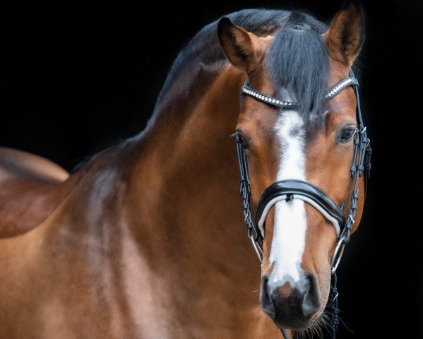 Dressurpferd Billionaire 5 (Holsteiner, 2016, von Balou du Rouet)