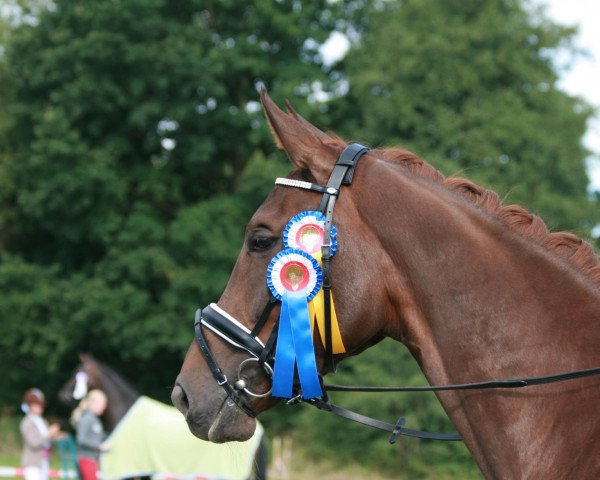 broodmare Rose de Lys (Westphalian, 2009, from Royal Doruto OLD)