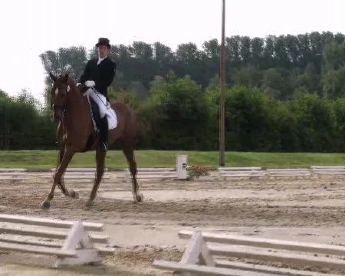 dressage horse Tocade De La Brise Du Fays (Belgian Warmblood, 2003, from Apache du Forest)