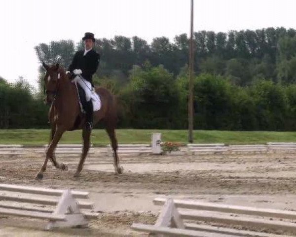 dressage horse Tocade De La Brise Du Fays (Belgian Warmblood, 2003, from Apache du Forest)