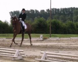 dressage horse Tocade De La Brise Du Fays (Belgian Warmblood, 2003, from Apache du Forest)