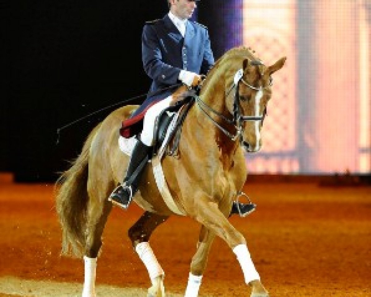 Deckhengst Londonderry (Hannoveraner, 1995, von Lauries Crusador xx)