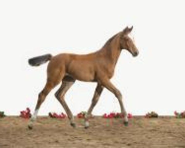 horse Candice Bergen (Holsteiner, 2012, from Catoo)