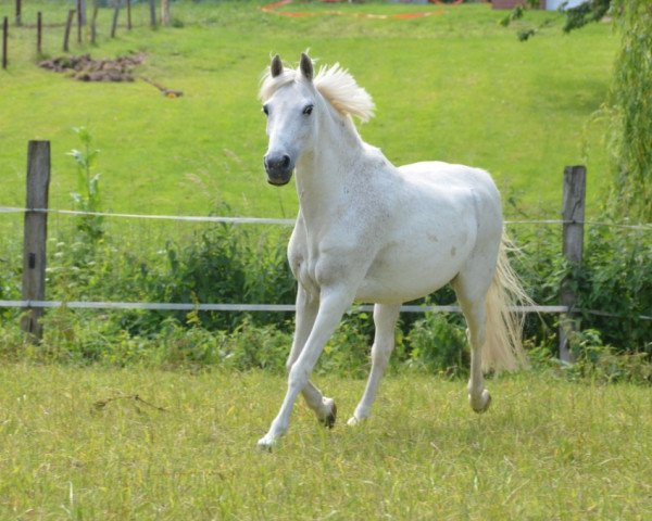 Horse Bonyto (Welsh Pony (Sec. B), 1996, from Echo Bolero)