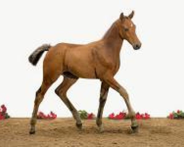 jumper Castelano (Holsteiner, 2012, from Chin Champ)