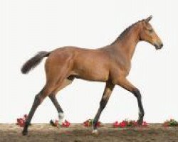 jumper Miss Clarina (Holsteiner, 2012, from Clarimo Ask)