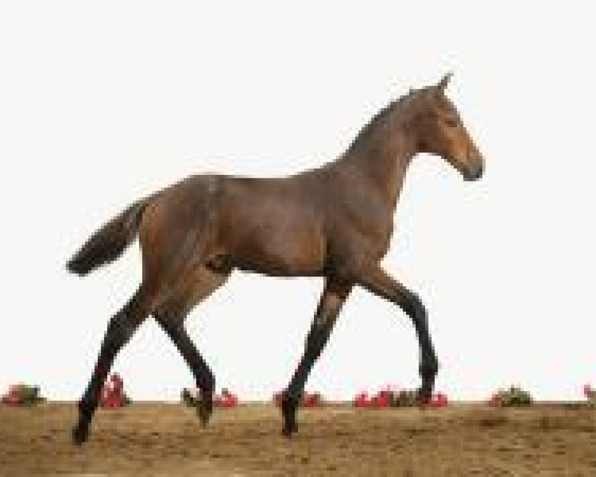 Pferd Clavigo Cesar (Holsteiner, 2012, von Cormint)