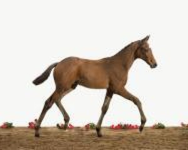 jumper Charleston 72 (Holsteiner, 2012, from Chin Champ)