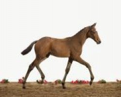 jumper Charleston 72 (Holsteiner, 2012, from Chin Champ)