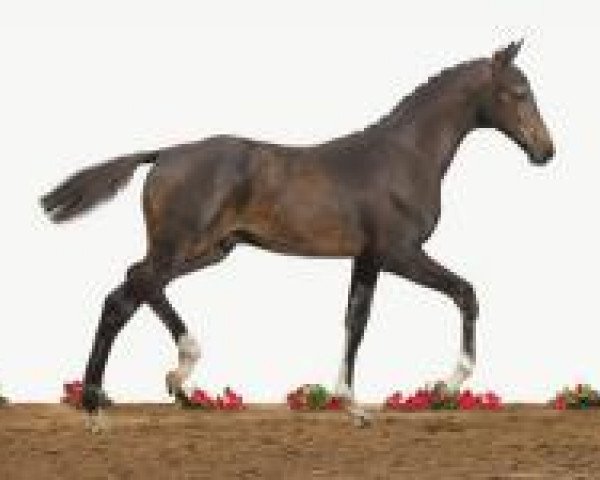 horse Connerado (Holsteiner, 2012, from Connor 48)