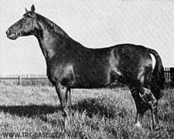 stallion Absalon (Trakehner, 1937, from Poseidon)