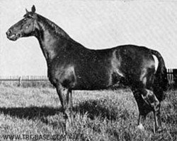 stallion Absalon (Trakehner, 1937, from Poseidon)