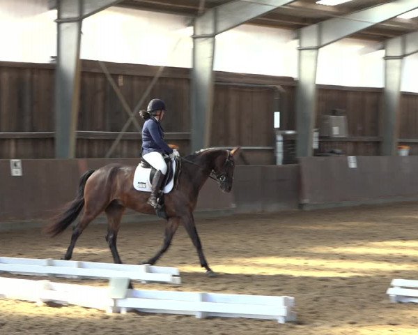 Reitturnier Schillerslage 2022