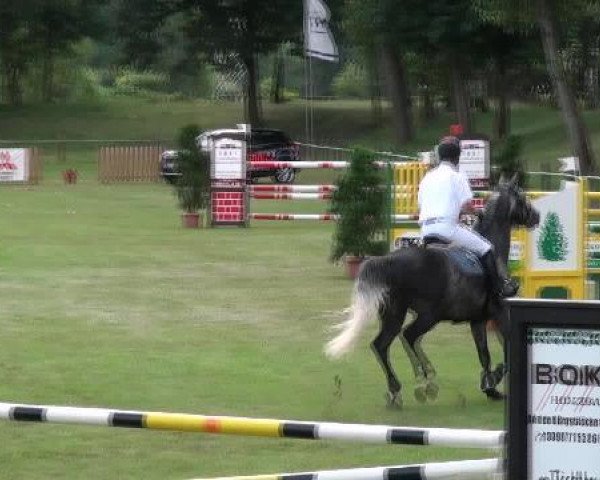 jumper Lewy (German Sport Horse, 2005, from Livello)