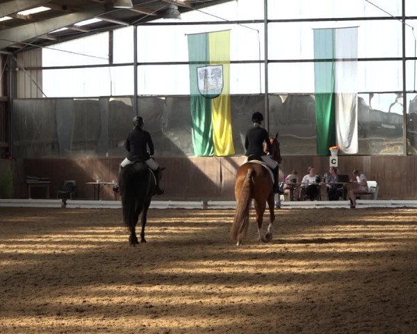 Reitturnier Schillerslage 2022