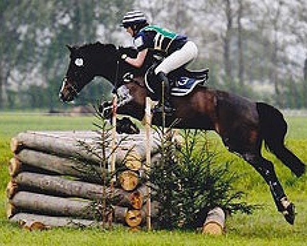Avlshoppe Zitnas Quitellis (Tysk ridepony, 1999, fra Negro) - Zitnas Quittelis vom Elitehengst Negro (Quelle: www.reitpony-zitna.com)