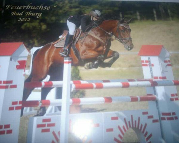 jumper Feuerbuchse (KWPN (Royal Dutch Sporthorse), 2006, from Hamar)