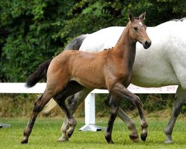 horse Alissima (Bavarian, 2012, from Belissimo NRW)