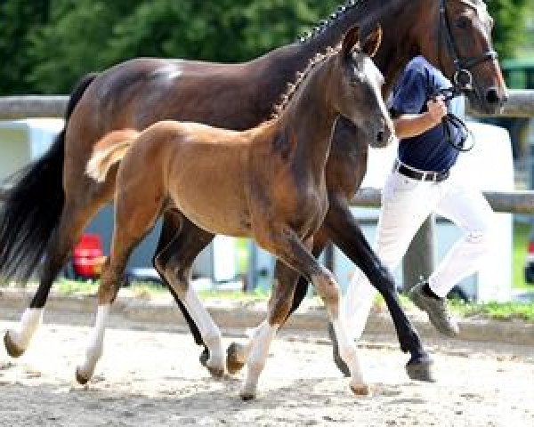 dressage horse Palmira (Bavarian, 2012, from Disco-Boy)